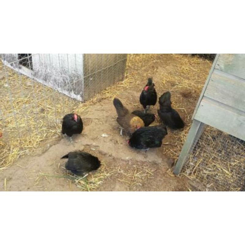 gezocht ras kippen groot en kriel