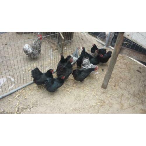 gezocht ras kippen groot en kriel