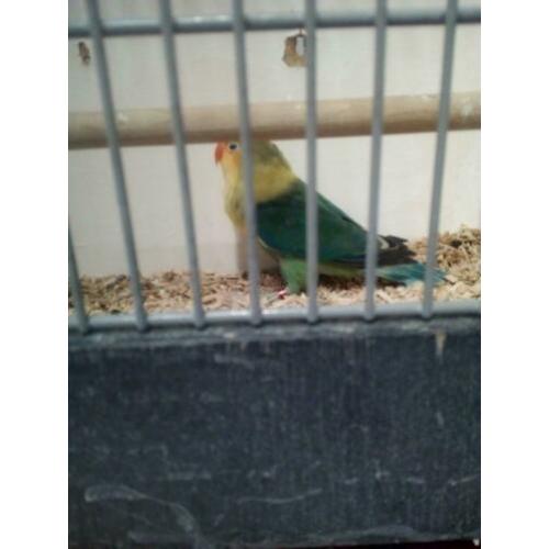 Te koop 3 yf fischerie