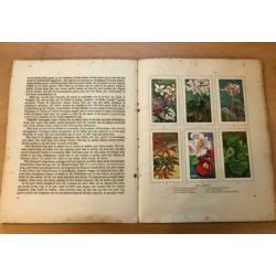 Boek Kamerplanten - 1928 - A.J. van Laren - Oorspronkelijk