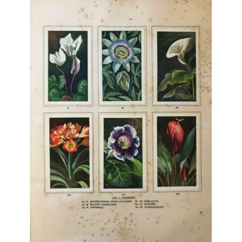 Boek Kamerplanten - 1928 - A.J. van Laren - Oorspronkelijk
