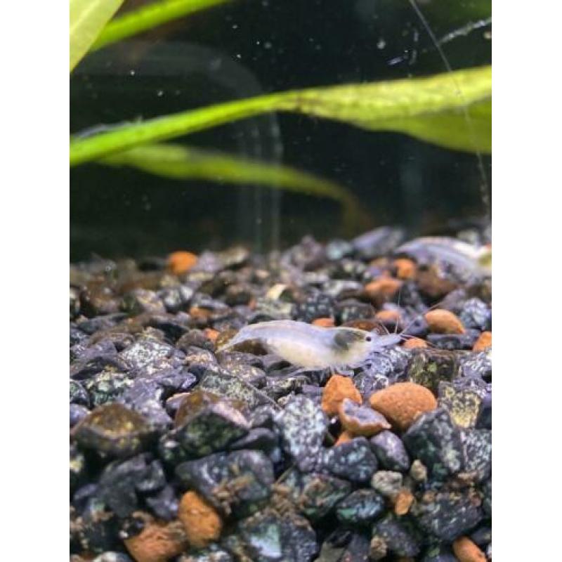 Neocaridina white pearl garnalen