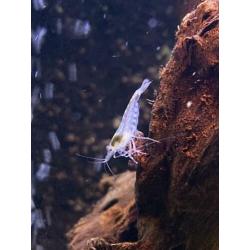 Neocaridina white pearl garnalen