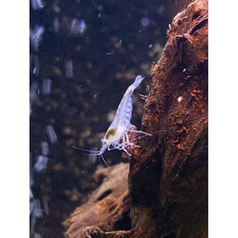 Neocaridina white pearl garnalen