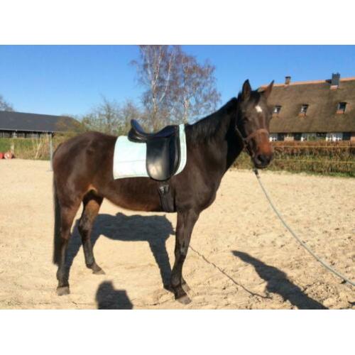 Ainsley Dressuurzadel, 18 inch en DIV veelzijdigheidszadels