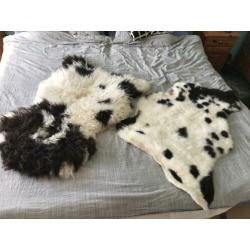 Schapenvachten bontkleur echt, 2 stuks