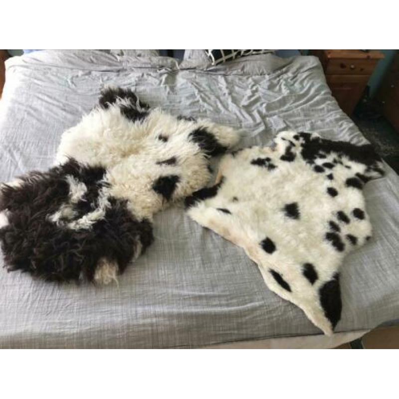 Schapenvachten bontkleur echt, 2 stuks