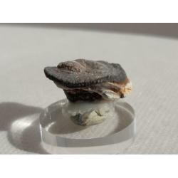 Chalcedoon roos - Minas Gerais, Brazilië