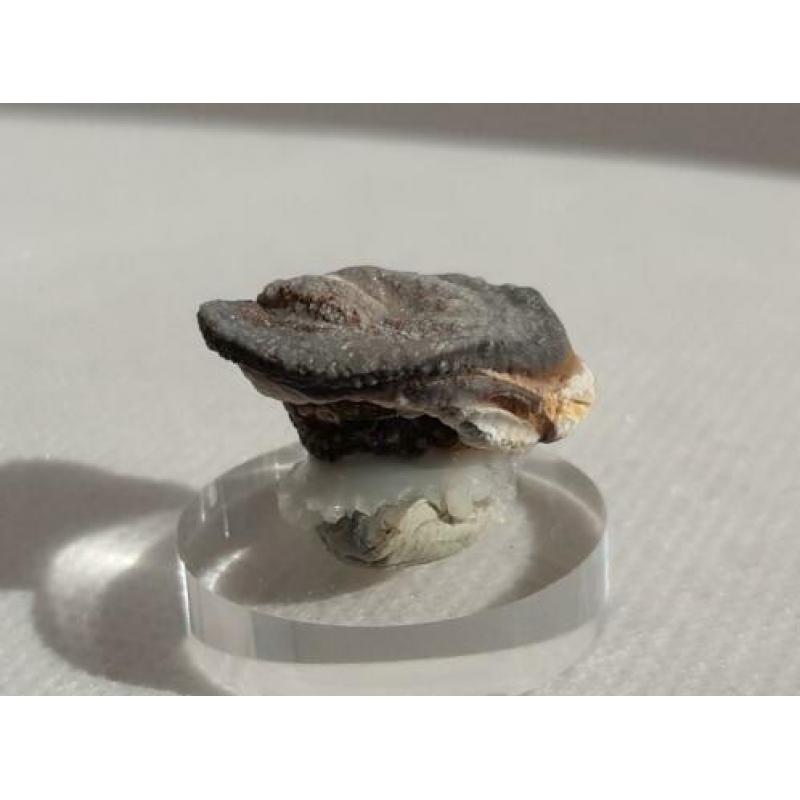 Chalcedoon roos - Minas Gerais, Brazilië