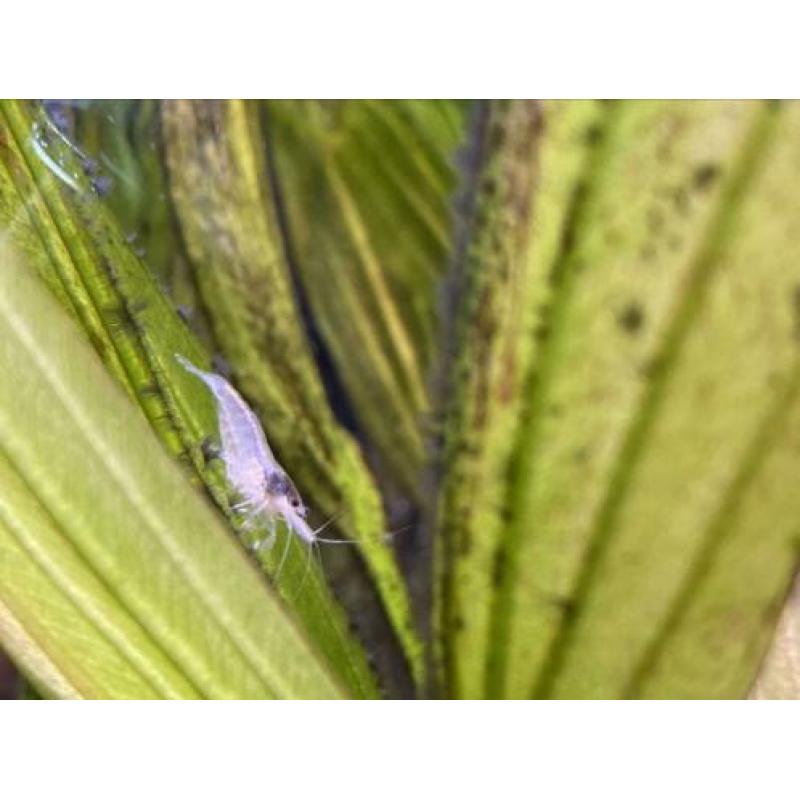 Neocaridina white pearl garnalen