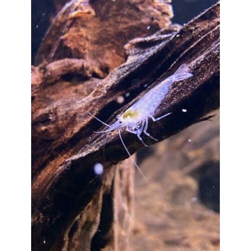 Neocaridina white pearl garnalen