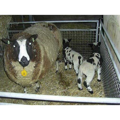 2 mooie bonte stellen