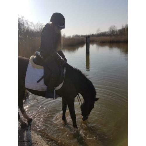 Super lieve, veelzijdige merrie met talent!