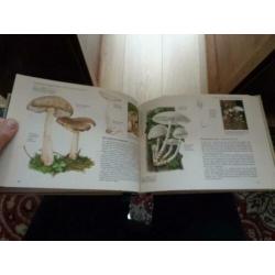 PADDESTOELEN Veldgids REader,s Digest