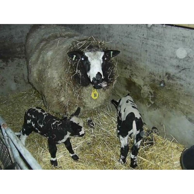 2 mooie bonte stellen