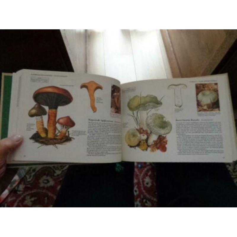 PADDESTOELEN Veldgids REader,s Digest