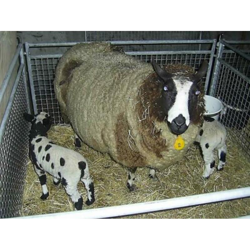 2 mooie bonte stellen