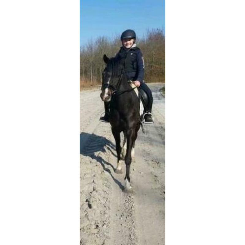 Super lieve, veelzijdige merrie met talent!