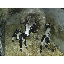 2 mooie bonte stellen