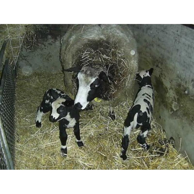 2 mooie bonte stellen