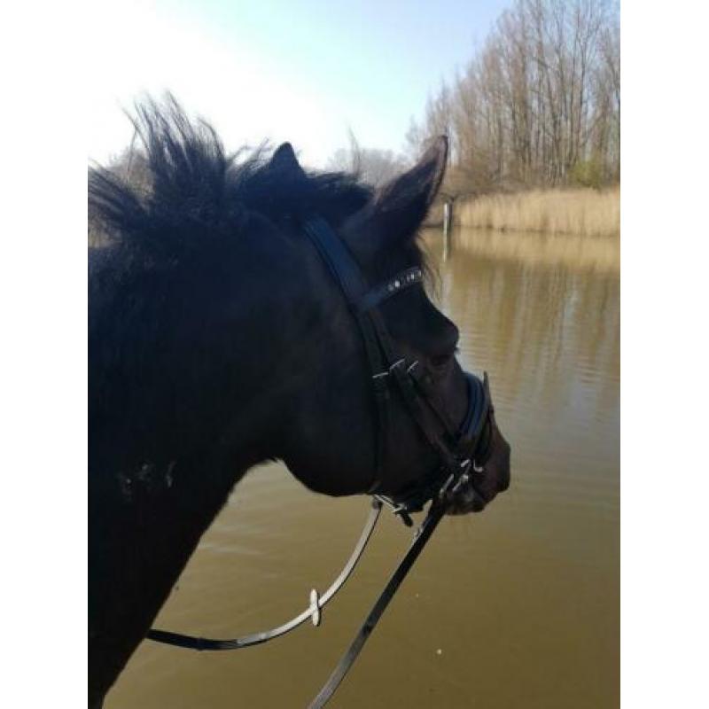 Super lieve, veelzijdige merrie met talent!