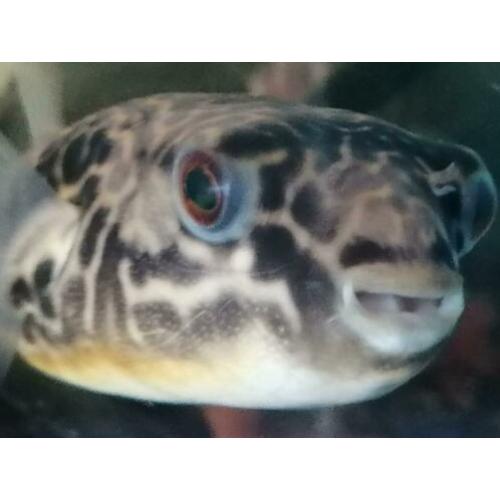 ?? ?? MBU Kogelvis /cichla/arowana/gar/rog/potamotrygon