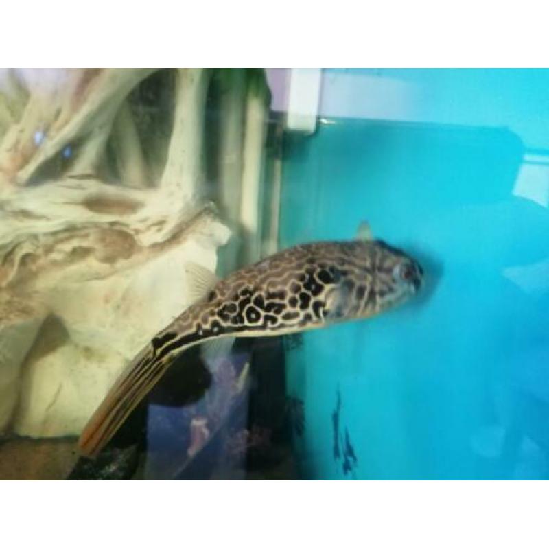 ?? ?? MBU Kogelvis /cichla/arowana/gar/rog/potamotrygon