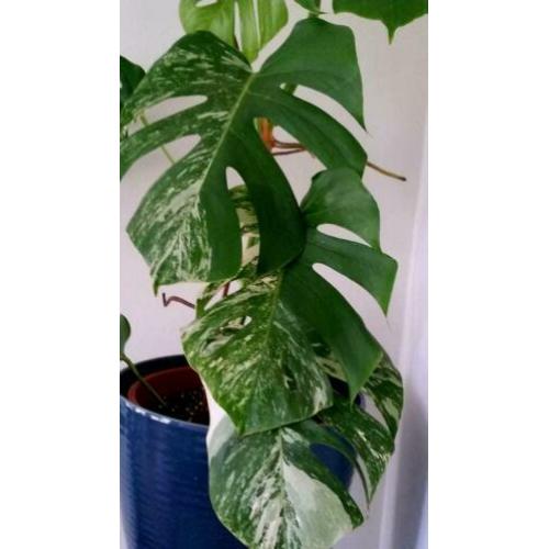 Monstera Variegata II