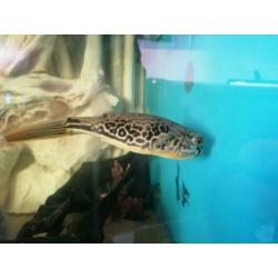 ?? ?? MBU Kogelvis /cichla/arowana/gar/rog/potamotrygon