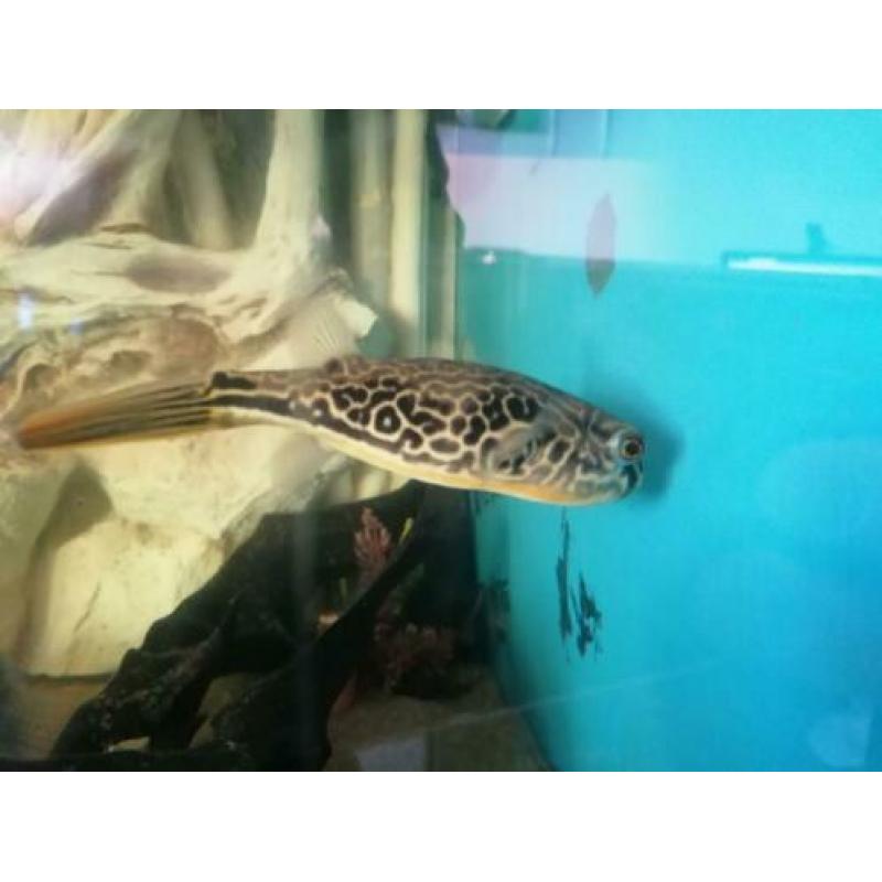 ?? ?? MBU Kogelvis /cichla/arowana/gar/rog/potamotrygon