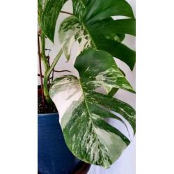 Monstera Variegata II
