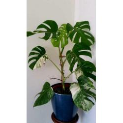 Monstera Variegata II