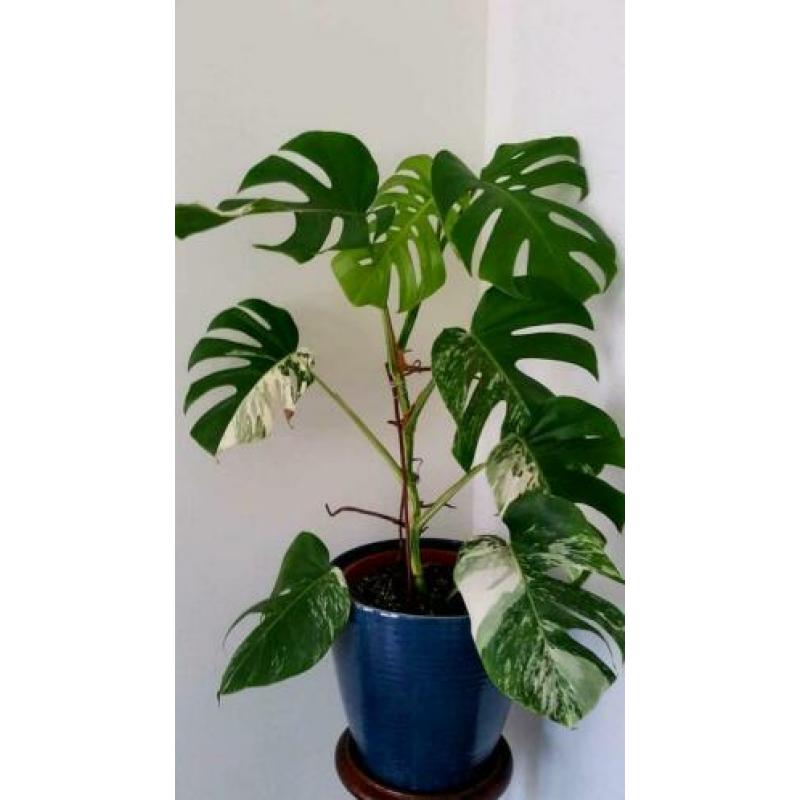 Monstera Variegata II
