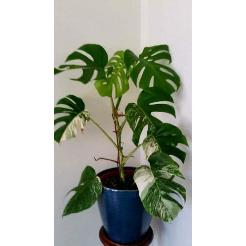 Monstera Variegata II