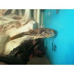 ?? ?? MBU Kogelvis /cichla/arowana/gar/rog/potamotrygon