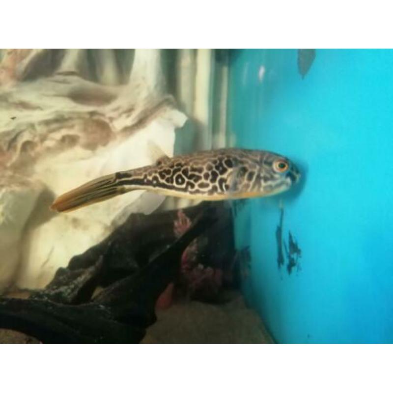 ?? ?? MBU Kogelvis /cichla/arowana/gar/rog/potamotrygon