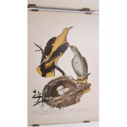 10 vogelplaatjes uit oud boek