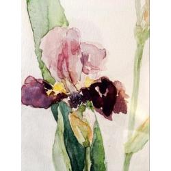 Prachtig schilderij Irissen aquarel