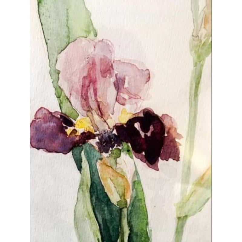 Prachtig schilderij Irissen aquarel