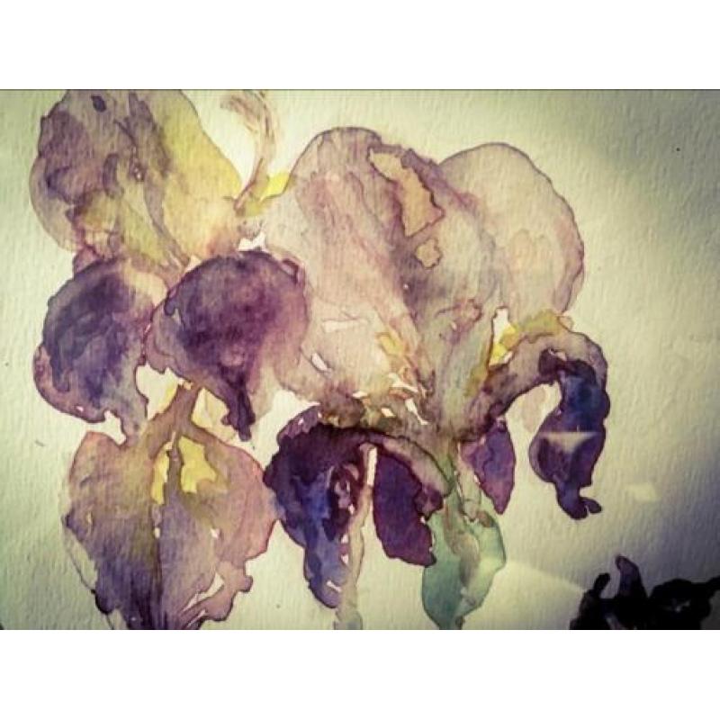 Prachtig schilderij Irissen aquarel