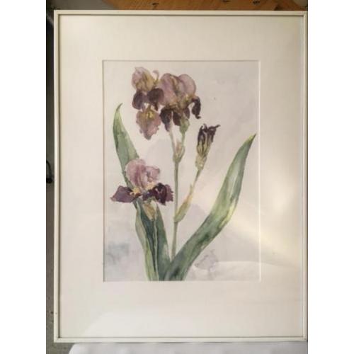 Prachtig schilderij Irissen aquarel