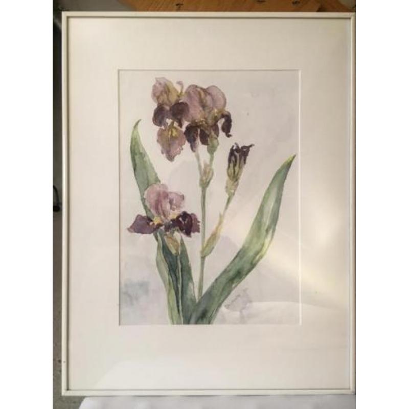 Prachtig schilderij Irissen aquarel