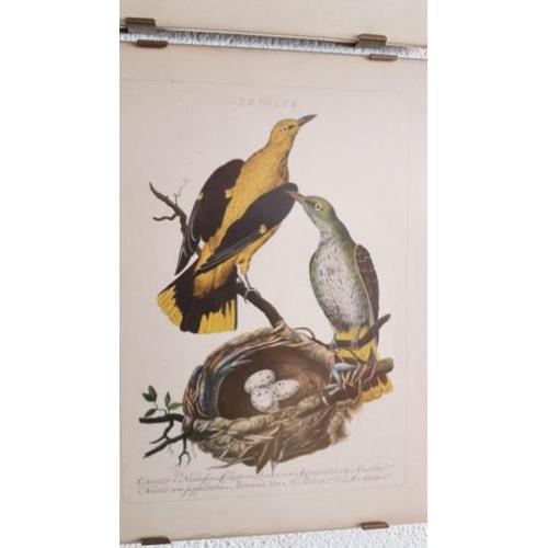 10 vogelplaatjes uit oud boek