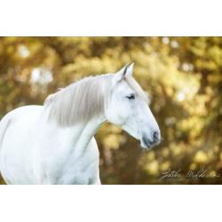 Super mooie grote PRE/Andalusier ruin