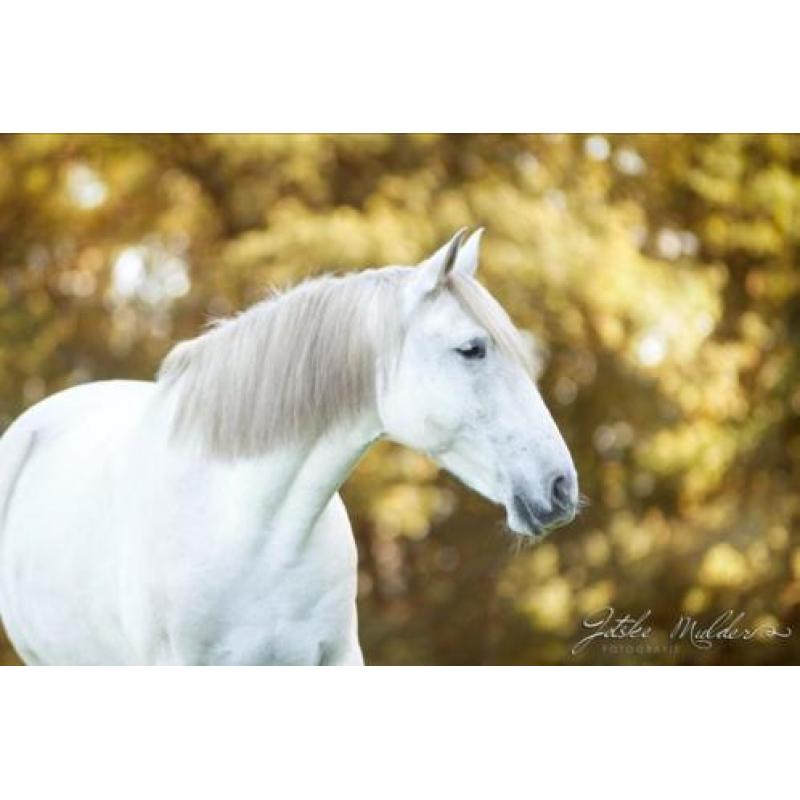 Super mooie grote PRE/Andalusier ruin