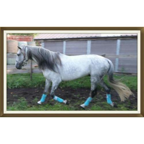 Andalusier ( cruzado ) hengst te koop