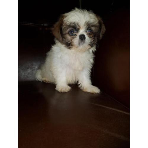 Mooi zeer lief shih tzu x chihuahua reutje pup