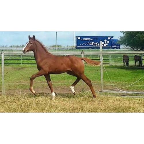 Talentvol dressuur veulen van Desperado (hengst)