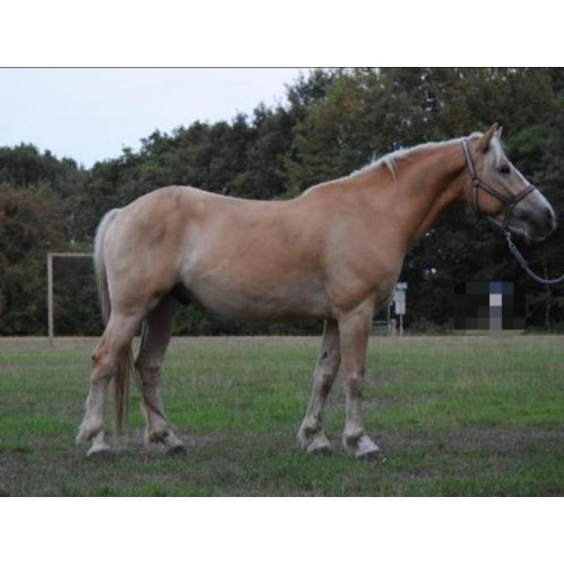 Haflinger Napoleon, 4 jaar