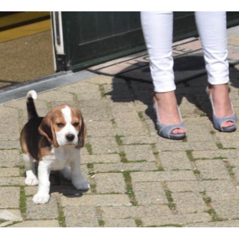 Beagle pups